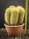 Parodia leninghausii, Notocactus leninghausii, the Golden Ball Cactus, Kaktus, cactus, hairy cactus, organically grown succulent plants for sale at TOMs FLOWer CLUB.