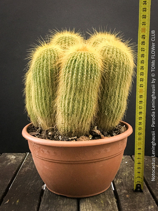 Parodia leninghausii, Notocactus leninghausii, the Golden Ball Cactus, Kaktus, cactus, hairy cactus, organically grown succulent plants for sale at TOMs FLOWer CLUB.