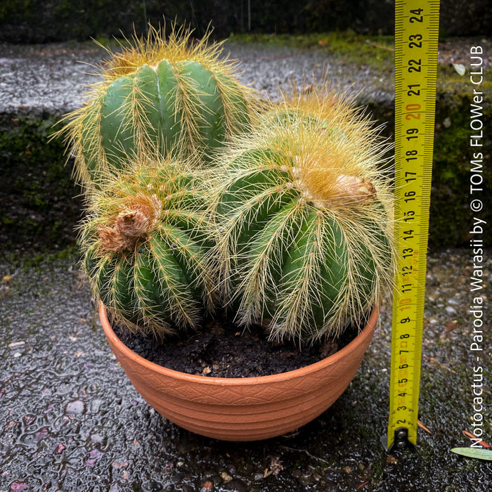 Parodia Warasii, Notocactus Warasii, Kaktus, cactus, yellow hairy cactus, organically grown succulent plants for sale at TOMs FLOWer CLUB.