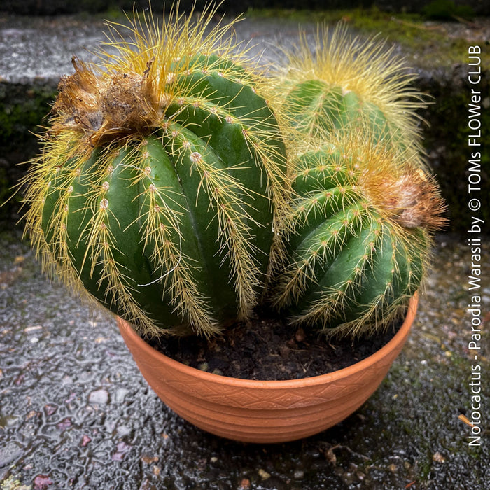 Parodia Warasii, Notocactus Warasii, Kaktus, cactus, yellow hairy cactus, organically grown succulent plants for sale at TOMs FLOWer CLUB.