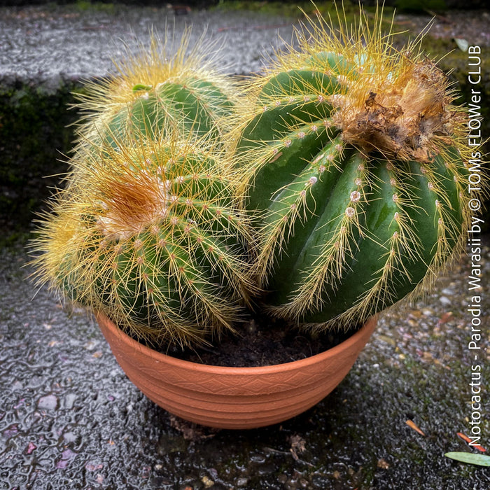 Parodia Warasii, Notocactus Warasii, Kaktus, cactus, yellow hairy cactus, organically grown succulent plants for sale at TOMs FLOWer CLUB.