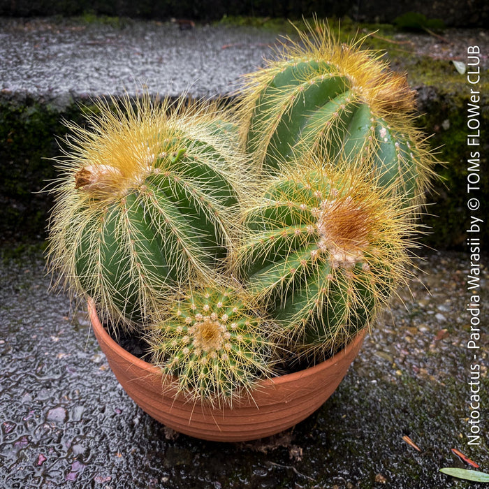 Parodia Warasii, Notocactus Warasii, Kaktus, cactus, yellow hairy cactus, organically grown succulent plants for sale at TOMs FLOWer CLUB.