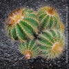 Parodia Warasii, Notocactus Warasii, Kaktus, cactus, yellow hairy cactus, organically grown succulent plants for sale at TOMs FLOWer CLUB.