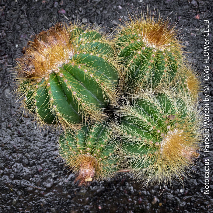 Parodia Warasii, Notocactus Warasii, Kaktus, cactus, yellow hairy cactus, organically grown succulent plants for sale at TOMs FLOWer CLUB.