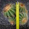 Parodia Warasii, Notocactus Warasii, Kaktus, cactus, yellow hairy cactus, organically grown succulent plants for sale at TOMs FLOWer CLUB.