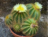 Yellow flowering Parodia Warasii, Notocactus Warasii, Kaktus, cactus, yellow hairy cactus, organically grown succulent plants for sale at TOMs FLOWer CLUB.