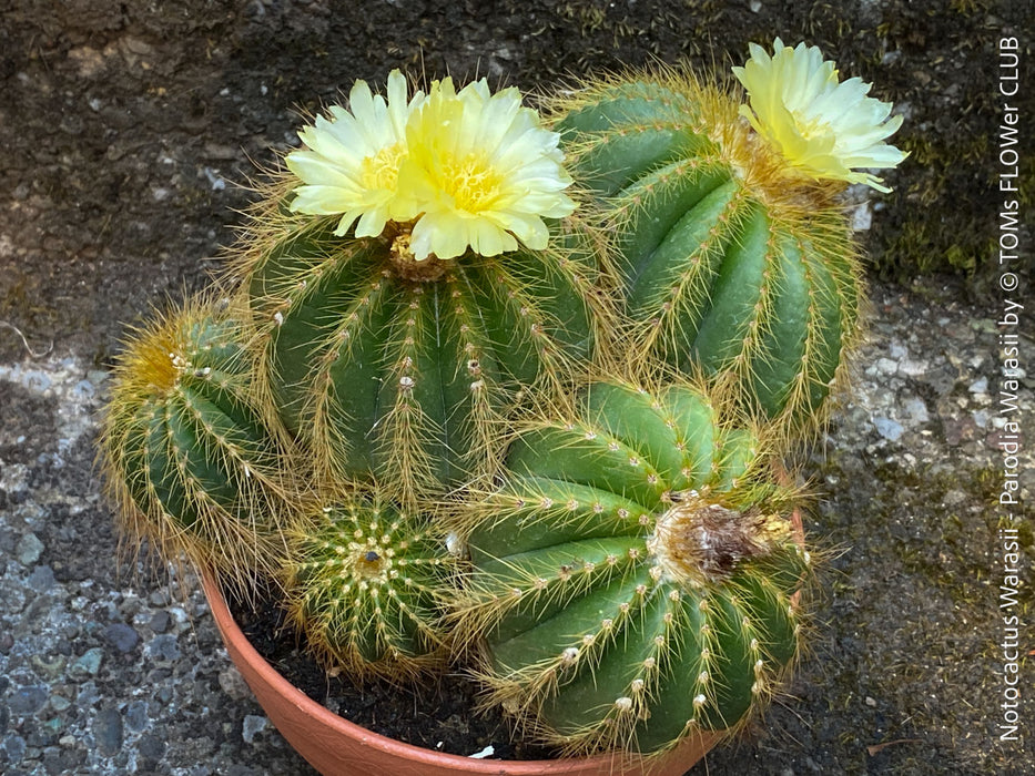 Yellow flowering Parodia Warasii, Notocactus Warasii, Kaktus, cactus, yellow hairy cactus, organically grown succulent plants for sale at TOMs FLOWer CLUB.