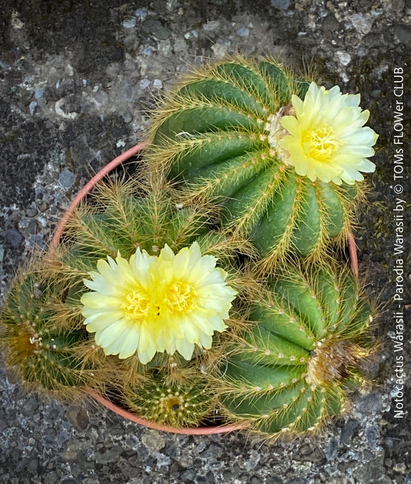 Yellow flowering Parodia Warasii, Notocactus Warasii, Kaktus, cactus, yellow hairy cactus, organically grown succulent plants for sale at TOMs FLOWer CLUB.
