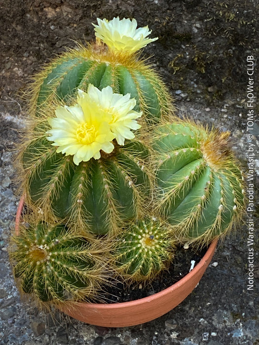 Yellow flowering Parodia Warasii, Notocactus Warasii, Kaktus, cactus, yellow hairy cactus, organically grown succulent plants for sale at TOMs FLOWer CLUB.