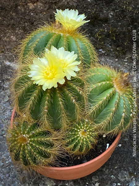 Yellow flowering Parodia Warasii, Notocactus Warasii, Kaktus, cactus, yellow hairy cactus, organically grown succulent plants for sale at TOMs FLOWer CLUB.
