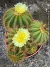 Yellow flowers of Parodia Warasii, Notocactus Warasii, Kaktus, cactus, yellow hairy cactus, organically grown succulent plants for sale at TOMs FLOWer CLUB.