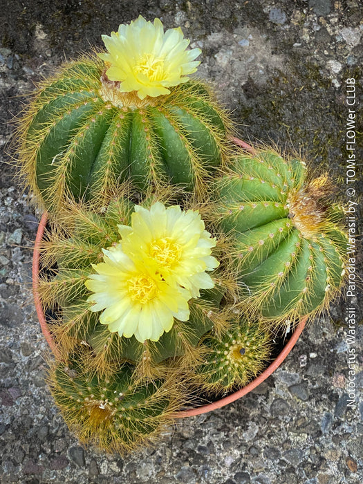Yellow flowers of Parodia Warasii, Notocactus Warasii, Kaktus, cactus, yellow hairy cactus, organically grown succulent plants for sale at TOMs FLOWer CLUB.