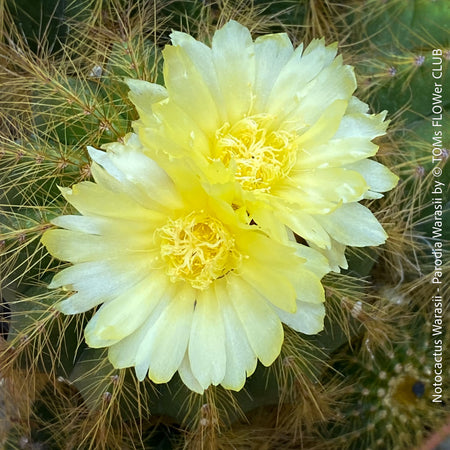 Detail of yellow flowers of Parodia Warasii, Notocactus Warasii, Kaktus, cactus, yellow hairy cactus, organically grown succulent plants for sale at TOMs FLOWer CLUB.