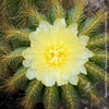 Detail of yellow flowers of Parodia Warasii, Notocactus Warasii, Kaktus, cactus, yellow hairy cactus, organically grown succulent plants for sale at TOMs FLOWer CLUB.