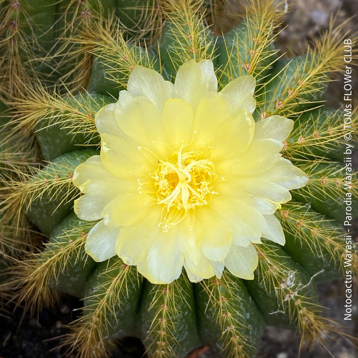 Detail of yellow flowers of Parodia Warasii, Notocactus Warasii, Kaktus, cactus, yellow hairy cactus, organically grown succulent plants for sale at TOMs FLOWer CLUB.