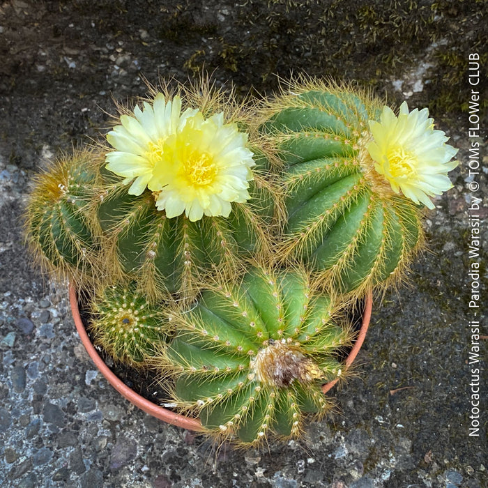 Detail of yellow flowers of Parodia Warasii, Notocactus Warasii, Kaktus, cactus, yellow hairy cactus, organically grown succulent plants for sale at TOMs FLOWer CLUB.