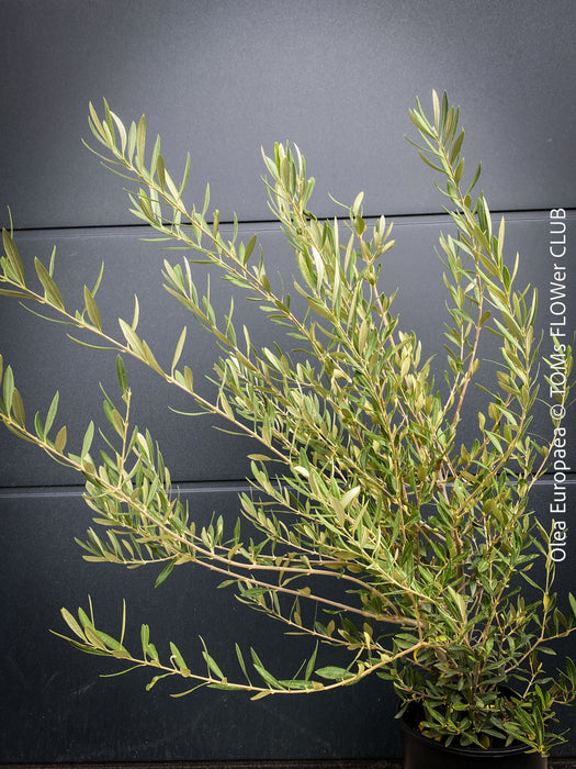 Olea Europaea, Olive tree, Olivenbaum, mediterran, Potted in Organic Substrate for sale in TOMs FLOWer CLUB.