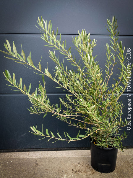 Olea Europaea, Olive tree, Olivenbaum, mediterran, Potted in Organic Substrate for sale in TOMs FLOWer CLUB.