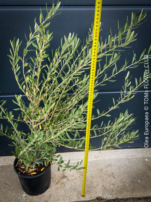 Olea Europaea, Olive tree, Olivenbaum, mediterran, Potted in Organic Substrate for sale in TOMs FLOWer CLUB.