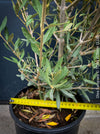 Olea Europaea, Olive tree, Olivenbaum, mediterran, Potted in Organic Substrate for sale in TOMs FLOWer CLUB.