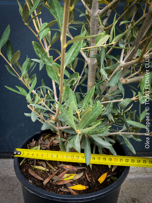 Olea Europaea, Olive tree, Olivenbaum, mediterran, Potted in Organic Substrate for sale in TOMs FLOWer CLUB.
