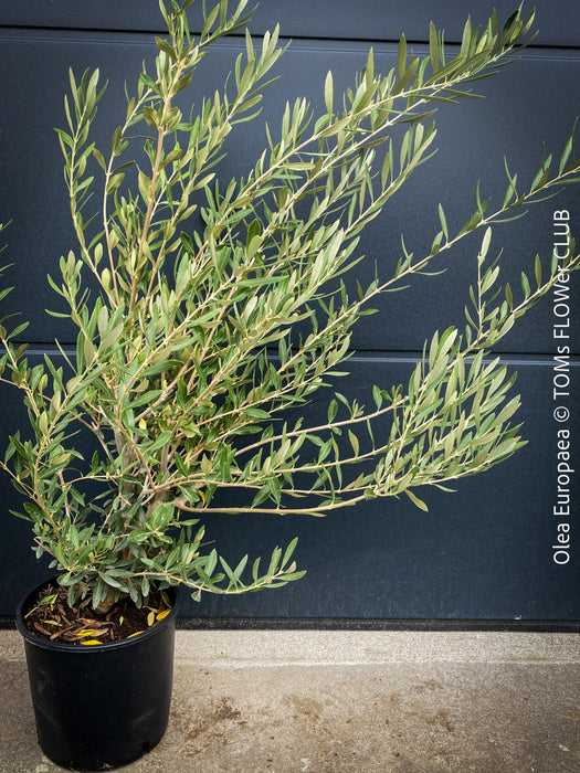 Olea Europaea, Olive tree, Olivenbaum, mediterran, Potted in Organic Substrate for sale in TOMs FLOWer CLUB.