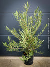Olea Europaea, Olive tree, Olivenbaum, mediterran, Potted in Organic Substrate for sale in TOMs FLOWer CLUB.