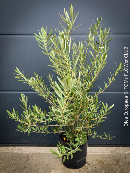 Olea Europaea, Olive tree, Olivenbaum, mediterran, Potted in Organic Substrate for sale in TOMs FLOWer CLUB.