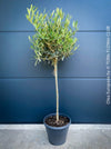 Olea Europaea, Olive tree, Olivenbaum, mediterran, Potted in Organic Substrate for sale in TOMs FLOWer CLUB.