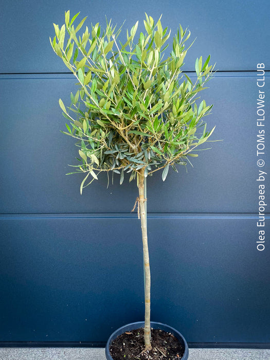 Olea Europaea, Olive tree, Olivenbaum, mediterran, Potted in Organic Substrate for sale in TOMs FLOWer CLUB.