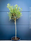 Olea Europaea, Olive tree, Olivenbaum, mediterran, Potted in Organic Substrate for sale in TOMs FLOWer CLUB.