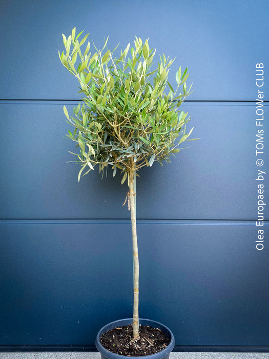 Olea Europaea, Olive tree, Olivenbaum, mediterran, Potted in Organic Substrate for sale in TOMs FLOWer CLUB.