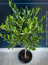 Olea Europaea, Olive tree, Olivenbaum, mediterran, Potted in Organic Substrate for sale in TOMs FLOWer CLUB.