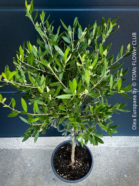 Olea Europaea, Olive tree, Olivenbaum, mediterran, Potted in Organic Substrate for sale in TOMs FLOWer CLUB.