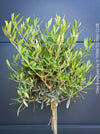 Olea Europaea, Olive tree, Olivenbaum, mediterran, Potted in Organic Substrate for sale in TOMs FLOWer CLUB.