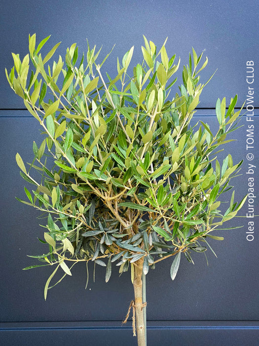 Olea Europaea, Olive tree, Olivenbaum, mediterran, Potted in Organic Substrate for sale in TOMs FLOWer CLUB.