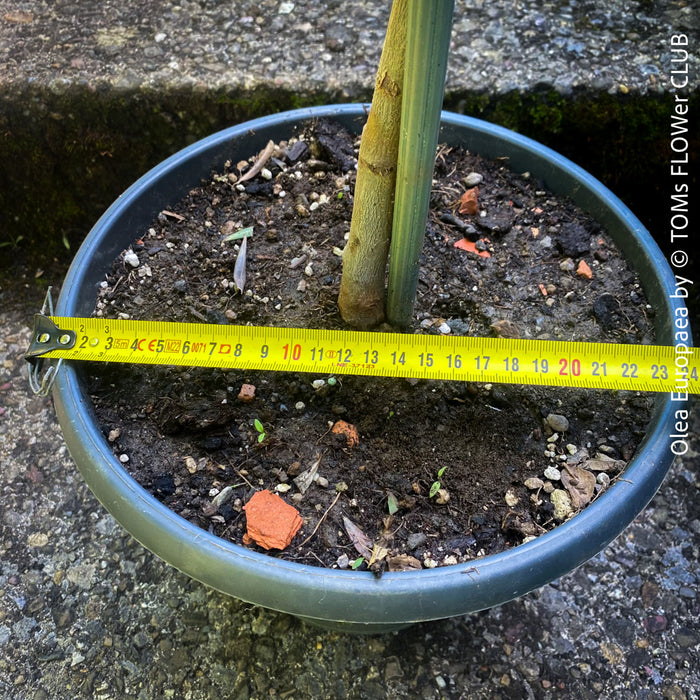 Olea Europaea, Olive tree, Olivenbaum, mediterran, Potted in Organic Substrate for sale in TOMs FLOWer CLUB.