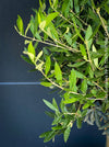 Olea Europaea, Olive tree, Olivenbaum, mediterran, Potted in Organic Substrate for sale in TOMs FLOWer CLUB.