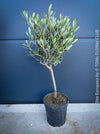 Olea Europaea, Olive tree, Olivenbaum, mediterran, Potted in Organic Substrate for sale in TOMs FLOWer CLUB.