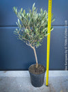 Olea Europaea, Olive tree, Olivenbaum, mediterran, Potted in Organic Substrate for sale in TOMs FLOWer CLUB.