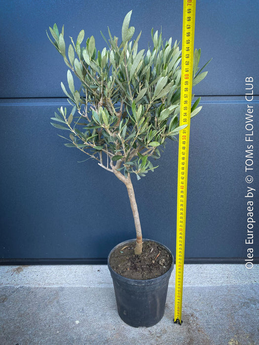 Olea Europaea, Olive tree, Olivenbaum, mediterran, Potted in Organic Substrate for sale in TOMs FLOWer CLUB.