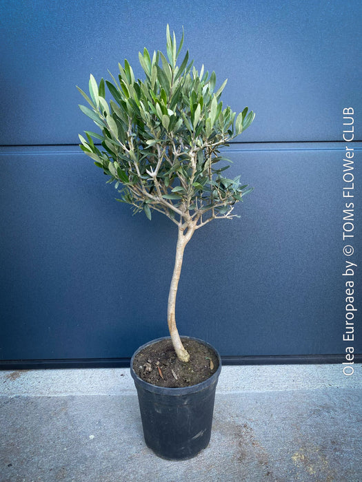 Olea Europaea, Olive tree, Olivenbaum, mediterran, Potted in Organic Substrate for sale in TOMs FLOWer CLUB.