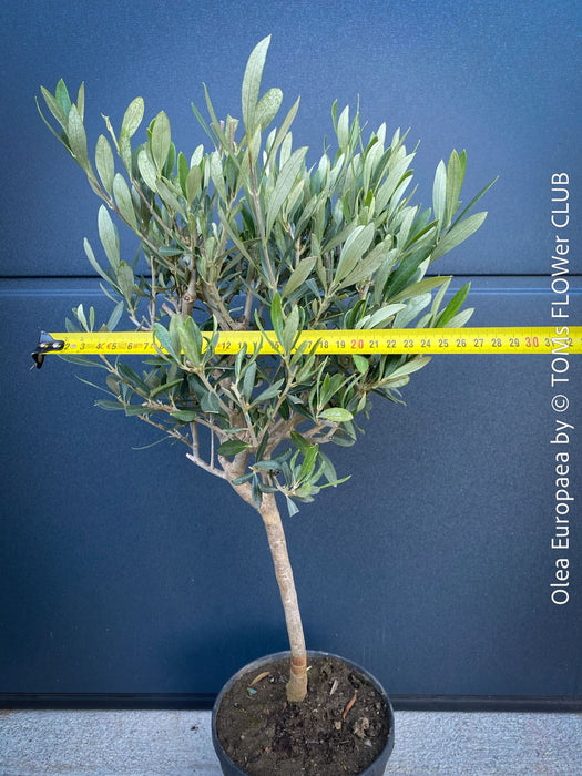 Olea Europaea, Olive tree, Olivenbaum, mediterran, Potted in Organic Substrate for sale in TOMs FLOWer CLUB.