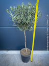 Olea Europaea, Olive tree, Olivenbaum, mediterran, Potted in Organic Substrate for sale in TOMs FLOWer CLUB.