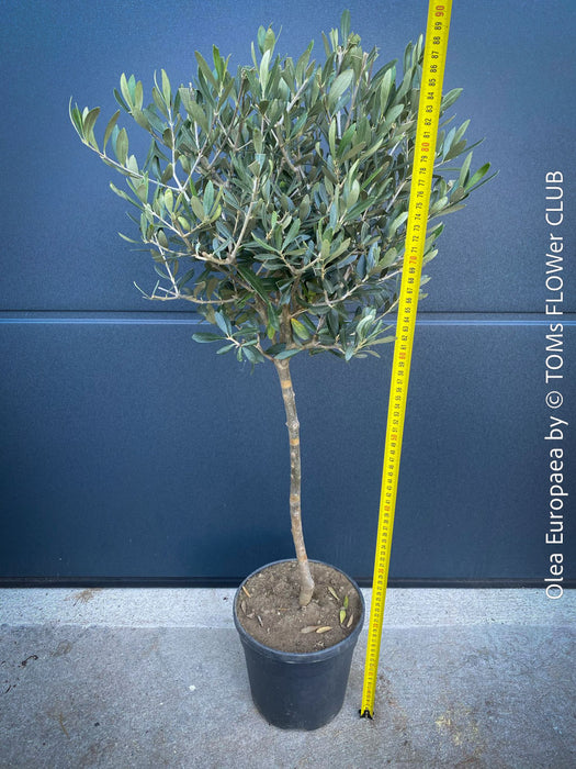 Olea Europaea, Olive tree, Olivenbaum, mediterran, Potted in Organic Substrate for sale in TOMs FLOWer CLUB.