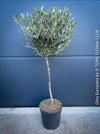 Olea Europaea, Olive tree, Olivenbaum, mediterran, Potted in Organic Substrate for sale in TOMs FLOWer CLUB.