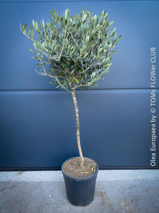 Olea Europaea, Olive tree, Olivenbaum, mediterran, Potted in Organic Substrate for sale in TOMs FLOWer CLUB.