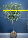 Olea Europaea, Olive tree, Olivenbaum, mediterran, Potted in Organic Substrate for sale in TOMs FLOWer CLUB.