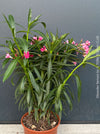 Established rose flowering Nerium oleander with dark green foliage and Mediterranean growth habit at TOMs FLOWer CLUB.