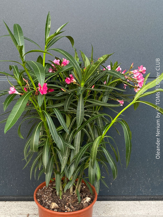 Established rose flowering Nerium oleander with dark green foliage and Mediterranean growth habit at TOMs FLOWer CLUB.